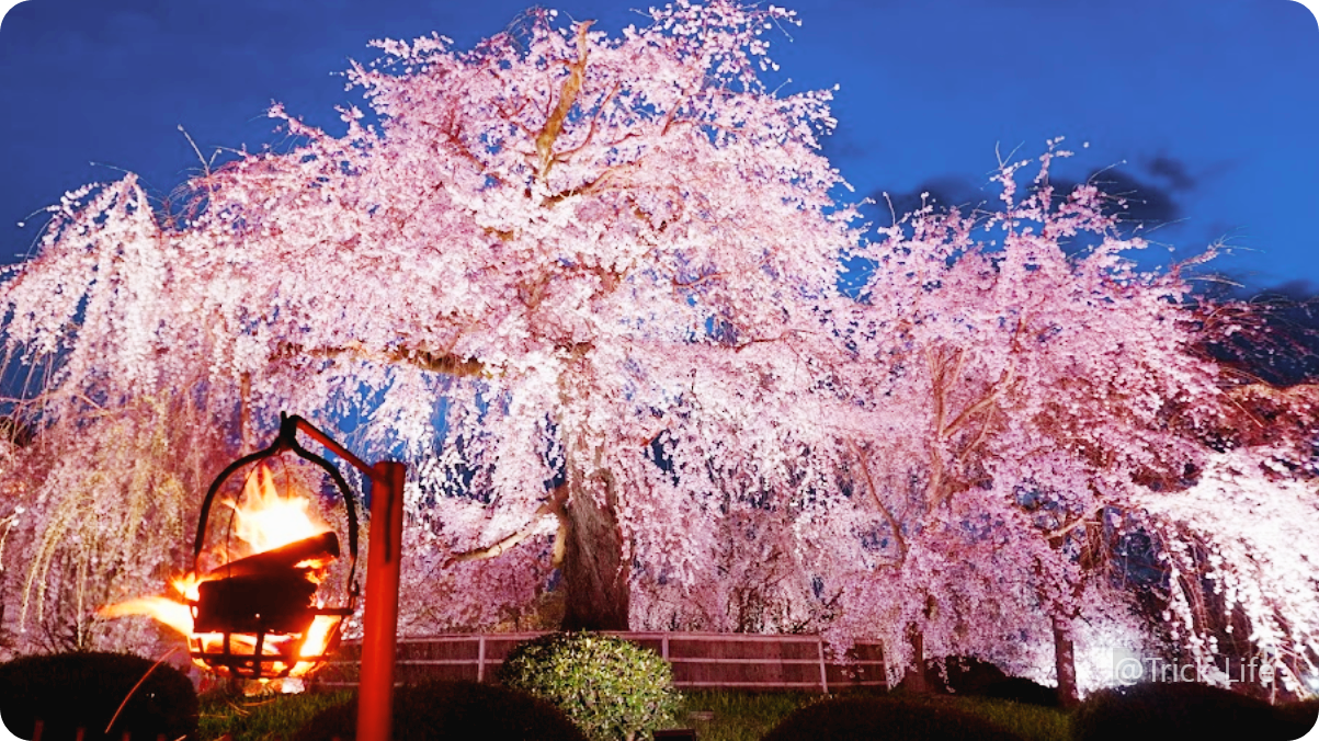 마루야마공원-벚꽃