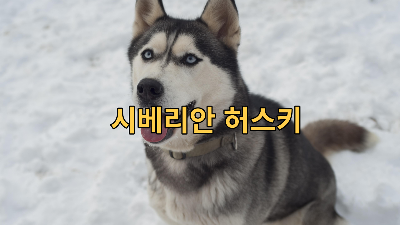  시베리안 허스키 멋진 외모와 친근한 성격