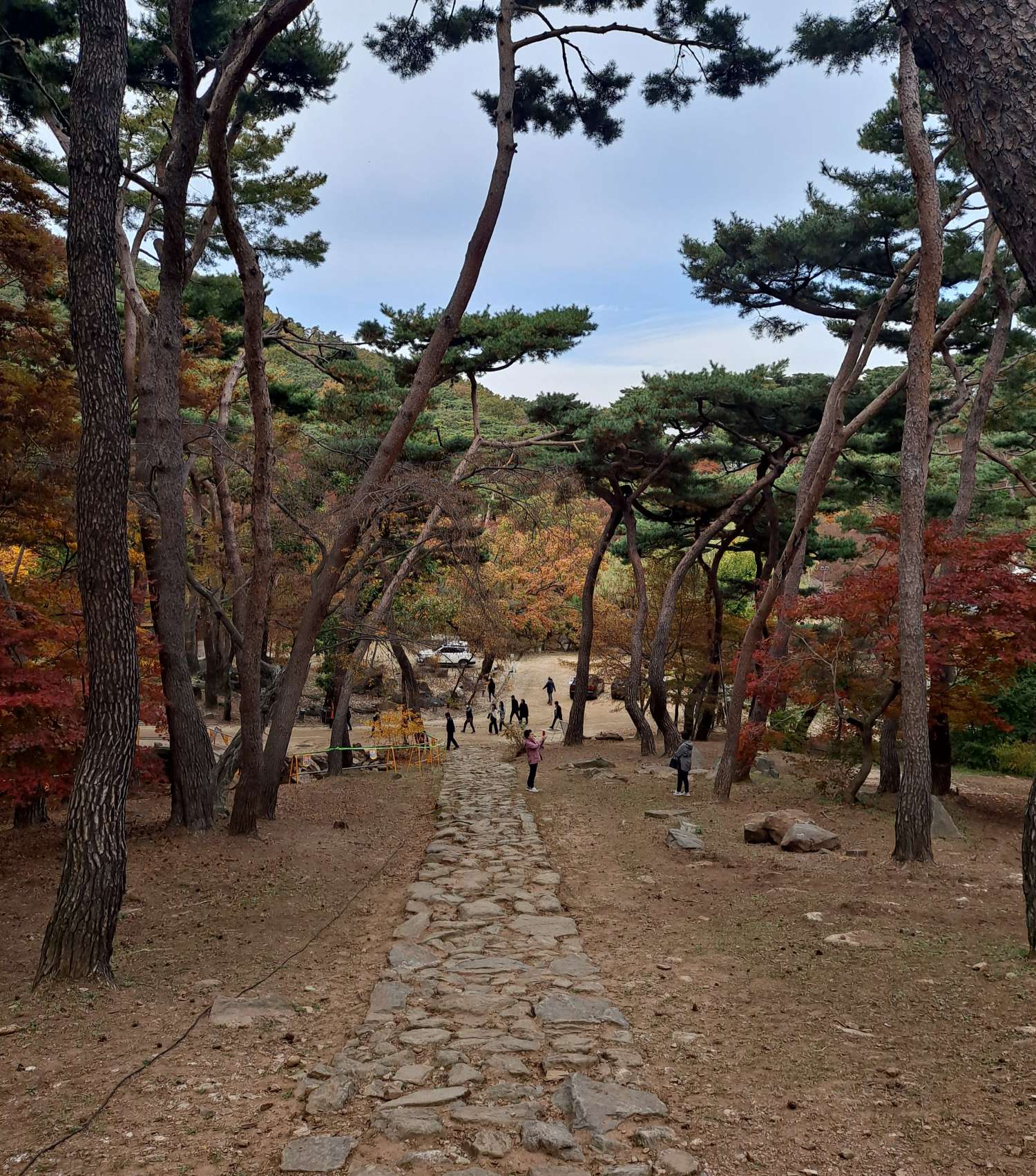 전등사 소나무 사이 돌길