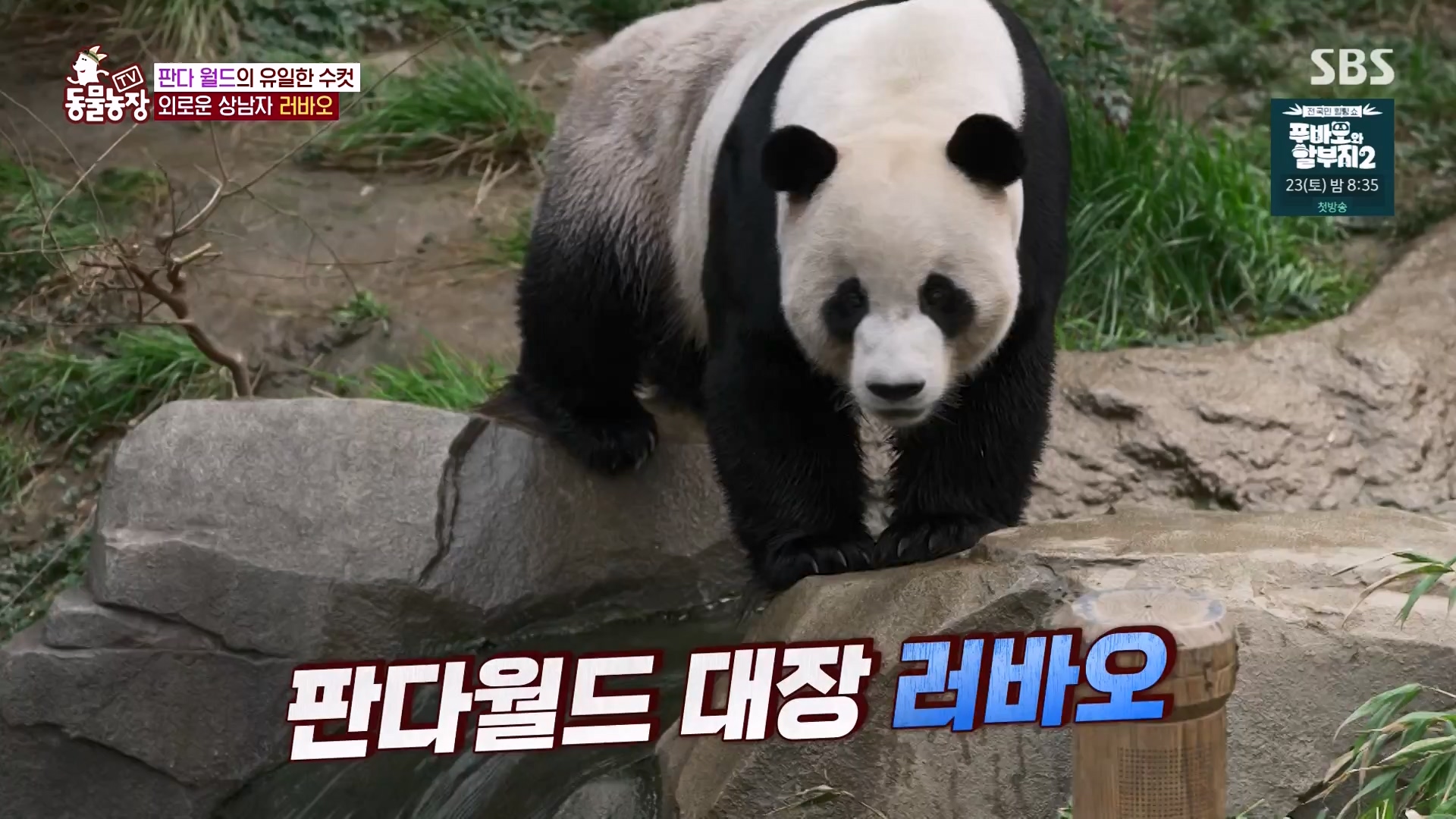 TV 동물농장.E1163.240317p-NEXT.mp4_20240317_171054.586.jpg