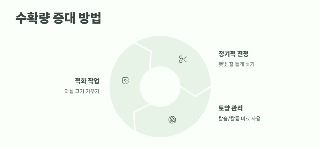 살구 수확시기 바로 보기 7