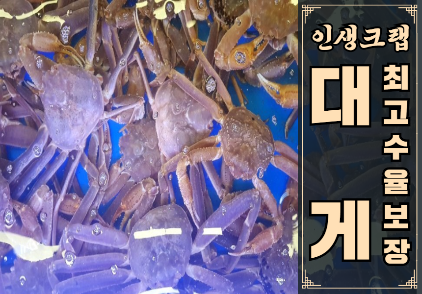  [인생크랩] 대게 - 최고 수율 보장