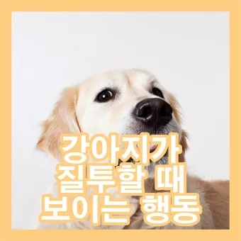 강아지 행동별 특징 의미 강아지 신호 해석 방법_21