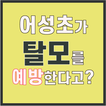  탈모에 좋다던 어성초의 효능과 부작용에 대해 알아보자. 어성초 활용법!