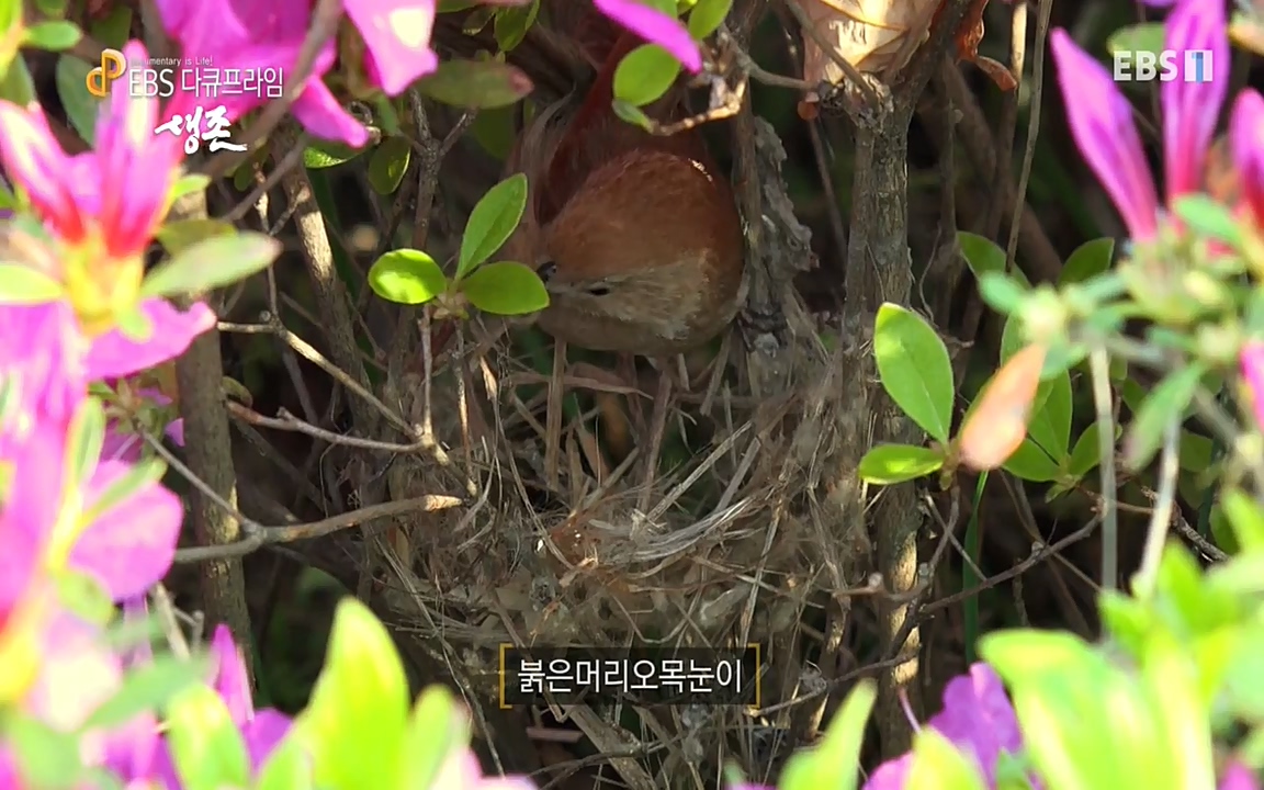 생존 3부_ EBS 다큐프라임_ 220629.avi_20220701_203306.448.jpg