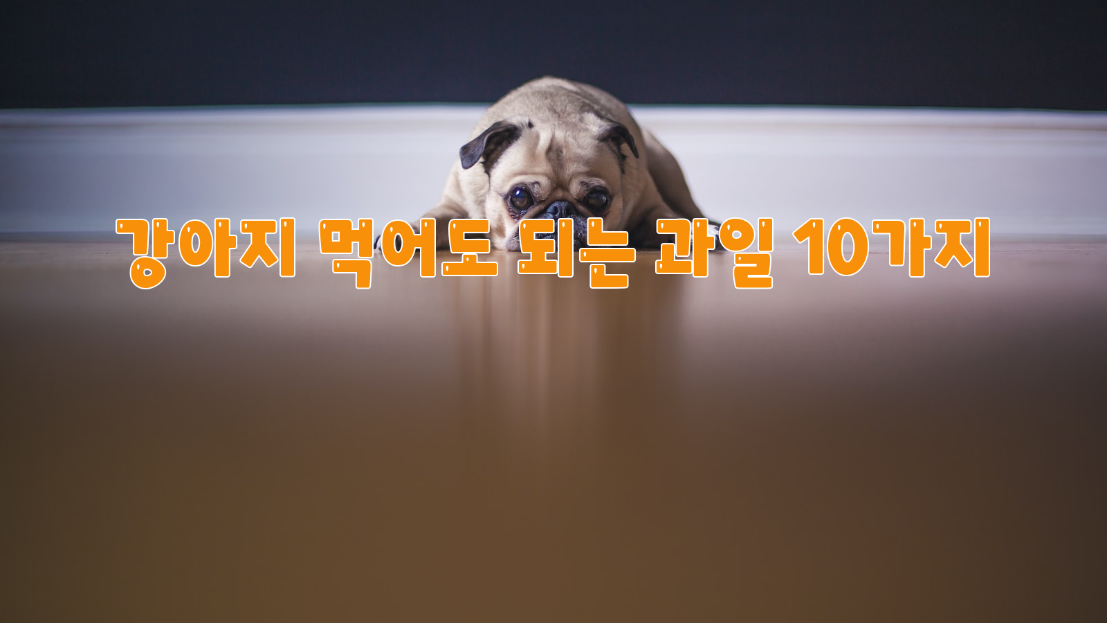 강아지&#44; 먹어도 안전한&#44; 과일