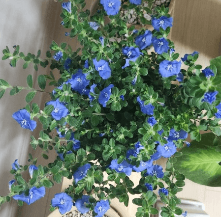 아메리칸 블루 키우기