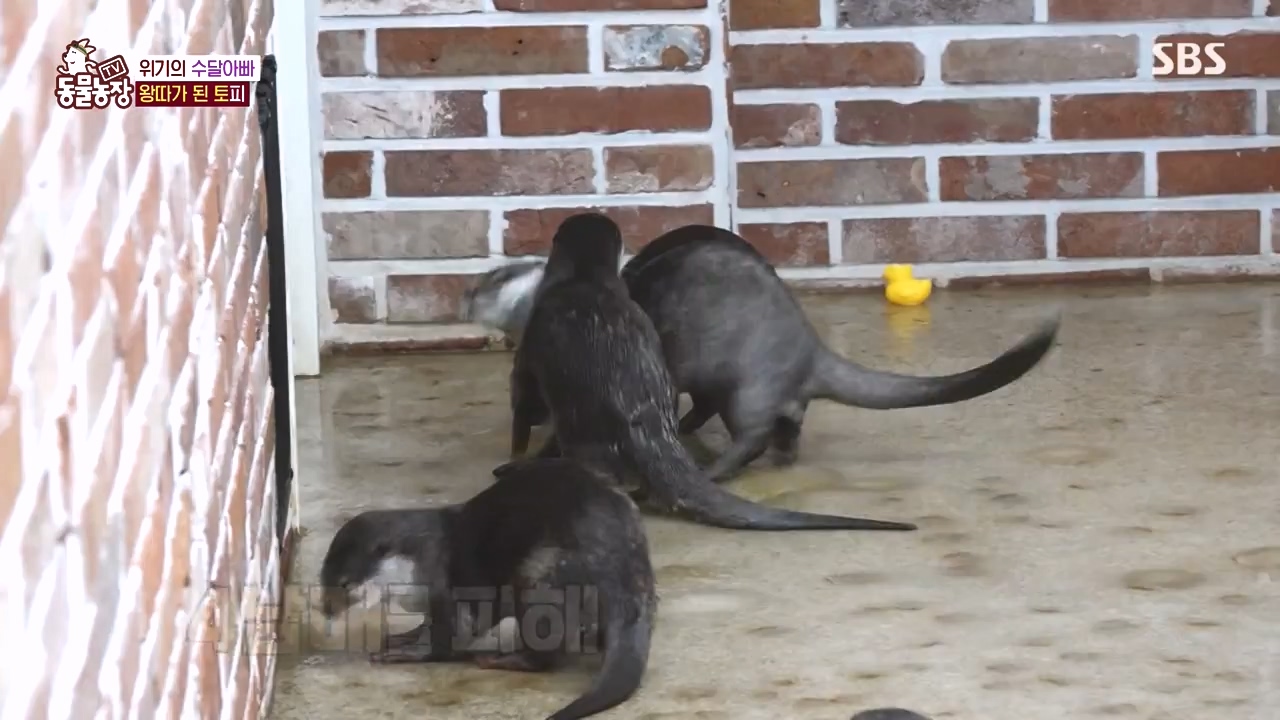 TV 동물농장.E1145.231113p-NEXT.mp4_20231112_173440.520.jpg