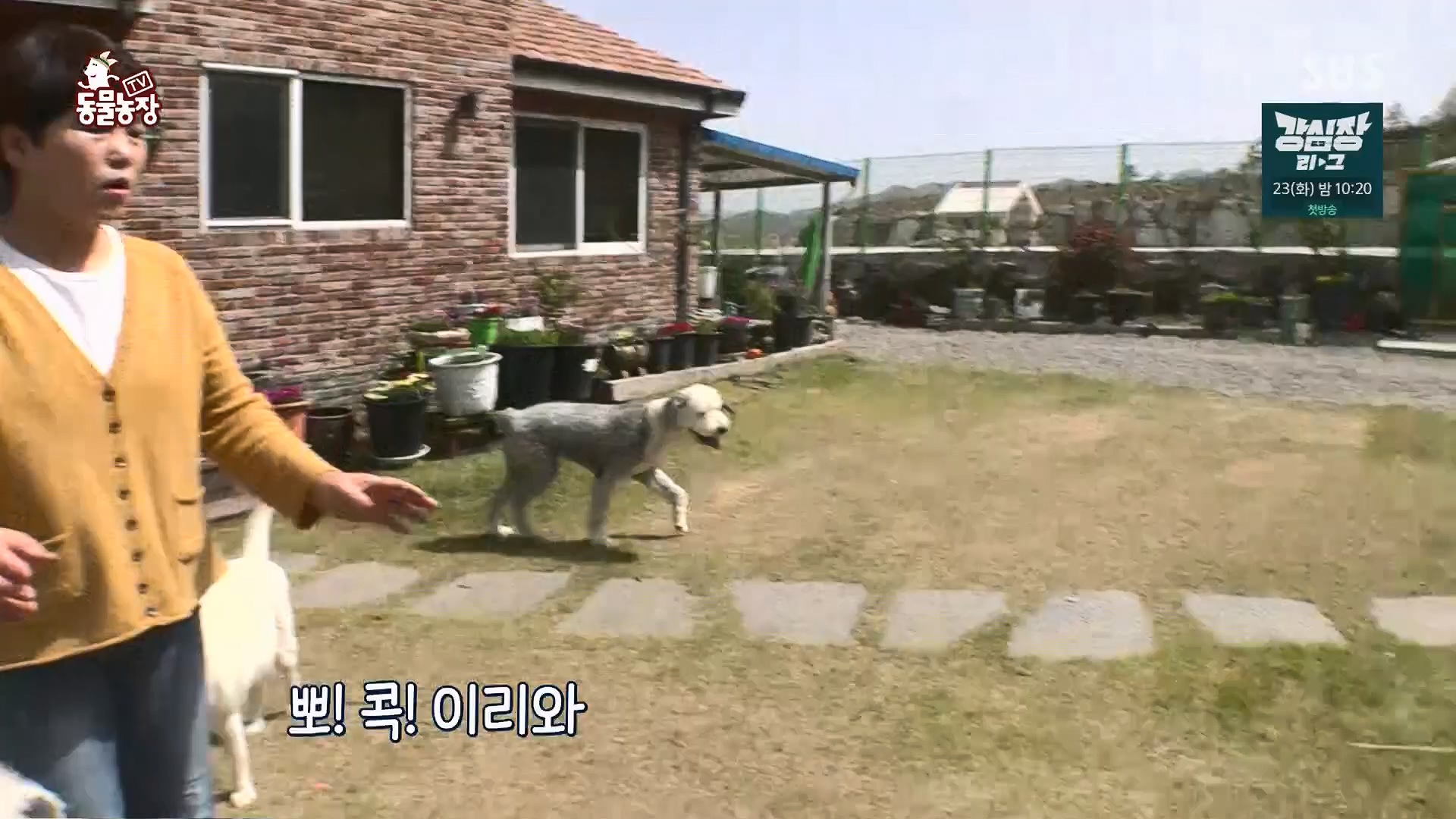 TV 동물농장.E1120.230514p.H264-F1RST.mp4_20230515_203524.181.jpg