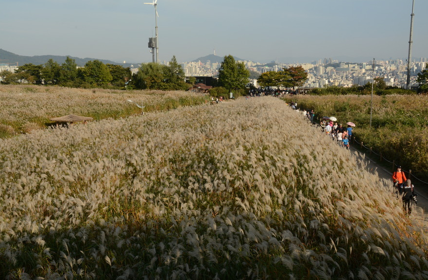 하늘공원 억새축제