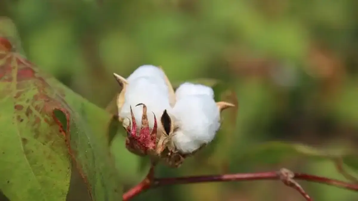 12월 12일: 목화 (Cotton Plant)