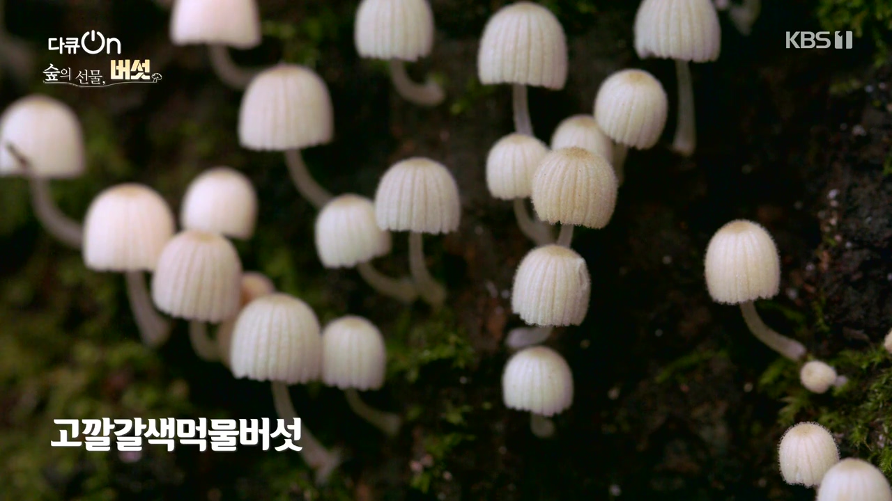 다큐 온.E227.231120p-NEXT.mp4_20231121_201847.567.jpg