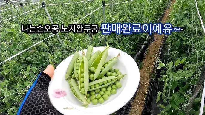 완두콩 수확시기 파종시기 삶는 법 재배법_1