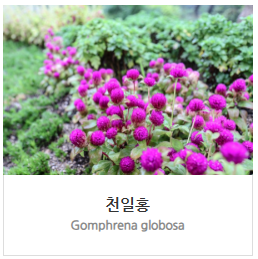 천일홍