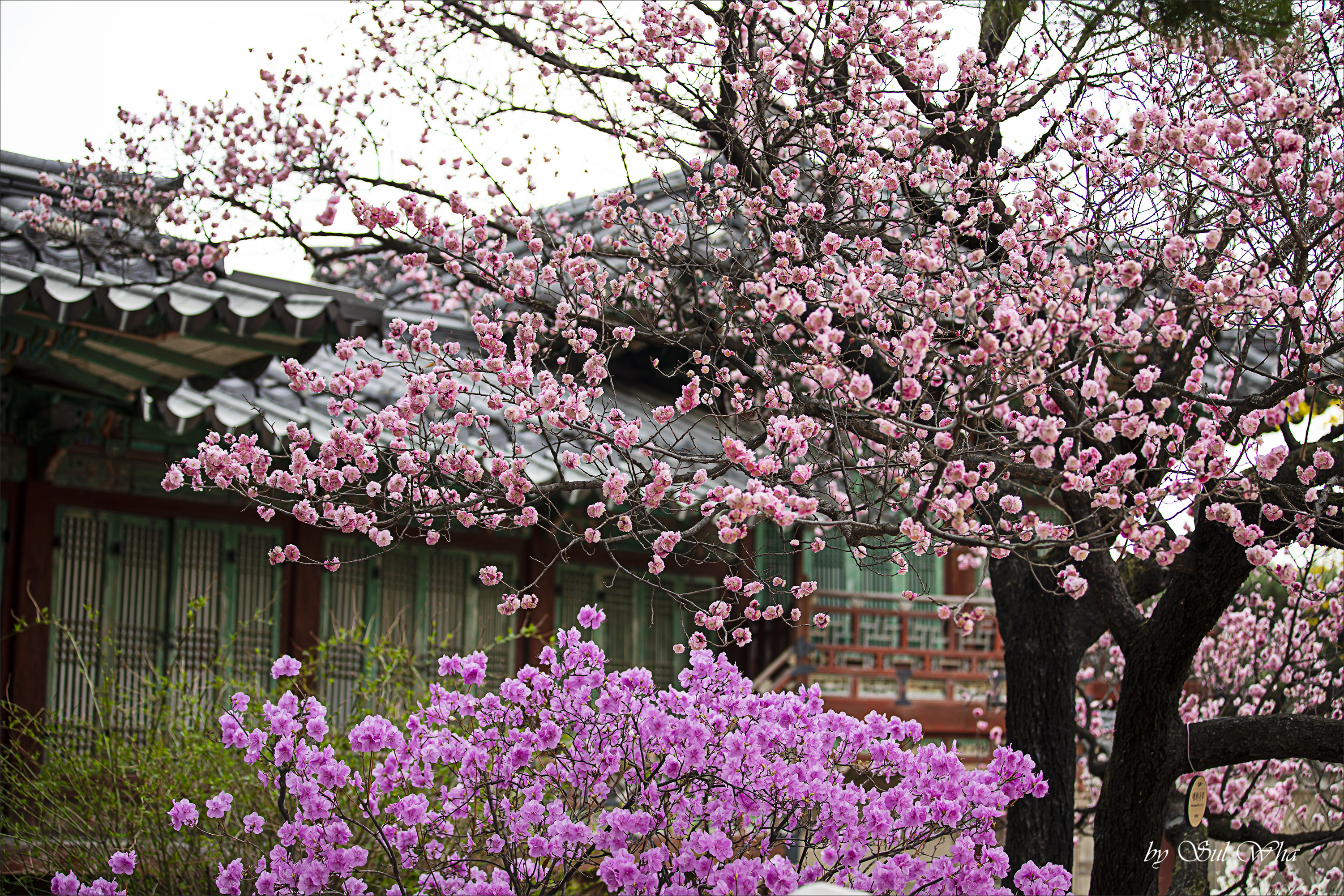 (창덕궁 만첩홍매화) ​​2023년 3월 28일 See More 9