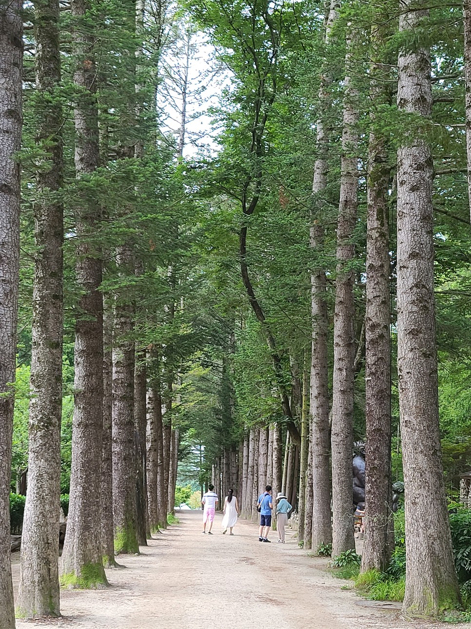 가평 남이섬 짚라인 가평 가볼만한곳 데이트 코스 5
