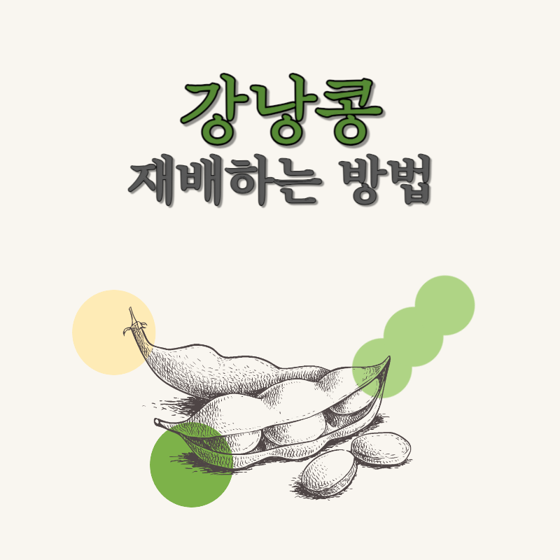 강낭콩-재배하는-방법
