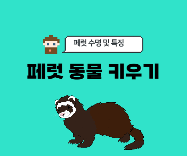 페럿-동물키우기-분양-수명-특징