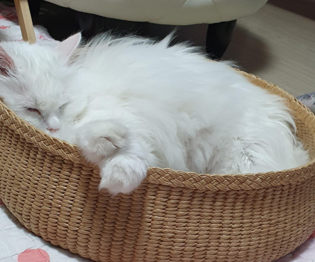옆집이모 이미지