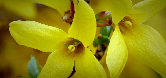 노란-개나리-꽃