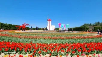 신안 임자도 튤립축제 기간 입장료 가볼만한 곳 총정리_21