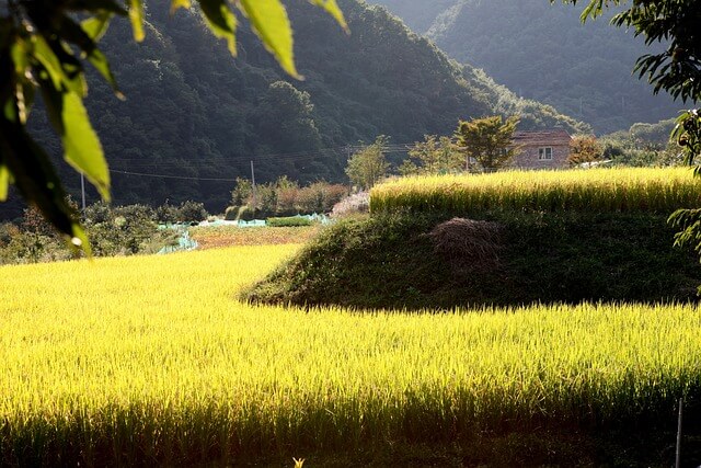 직불금 신청