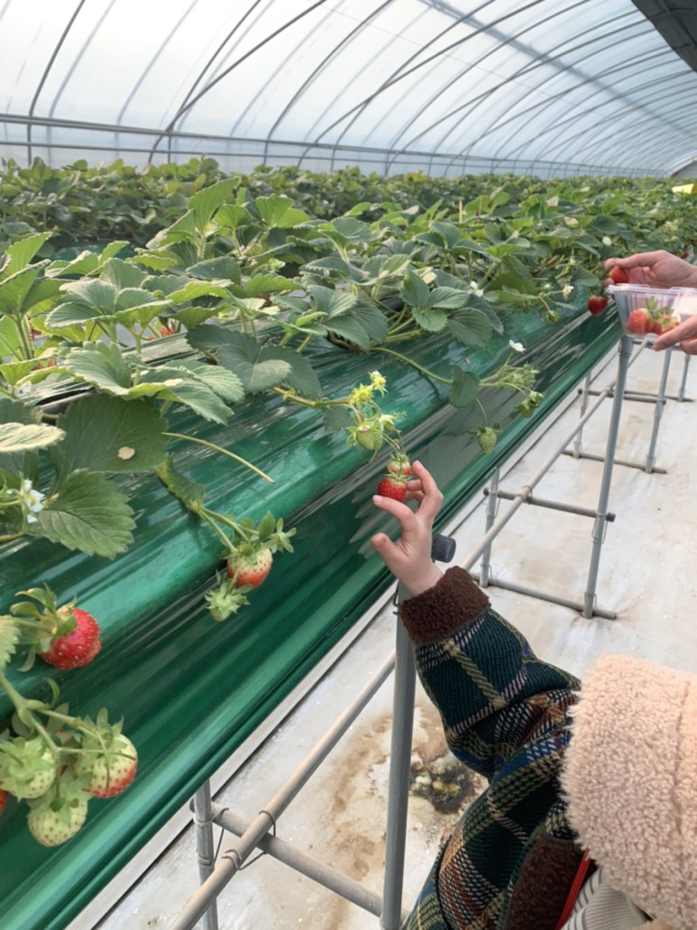 정현딸기농장, 15