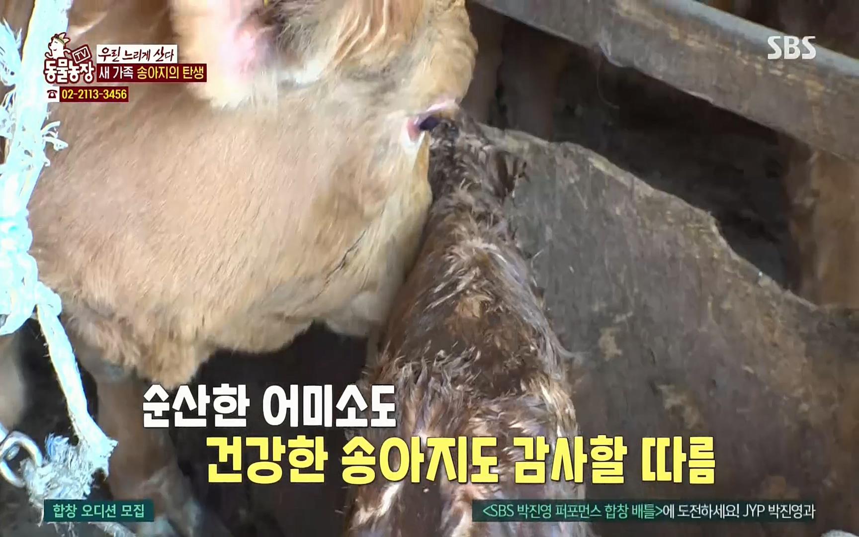 TV 동물농장.E1067.220501p.H264-F1RST.mp4_20220501_183446.848.jpg