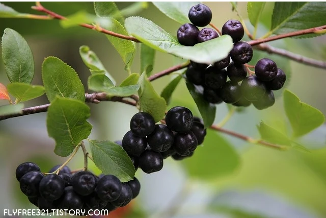 aronia-berries