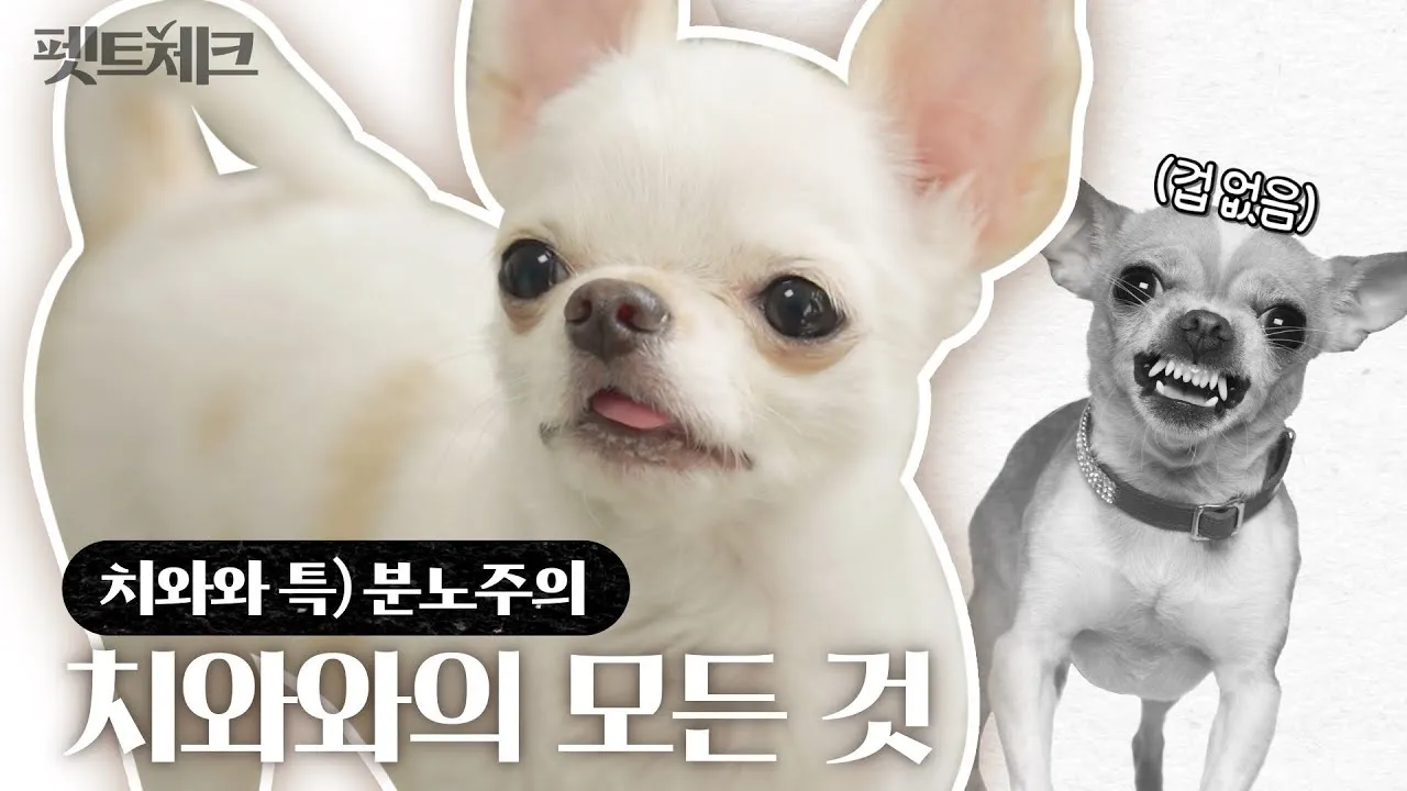 치와와 분양 종류 장모 단모 치와와 성격 수명_3