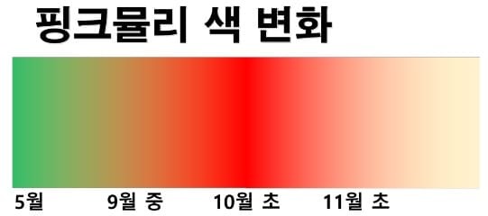 핑크뮬리 색변화
