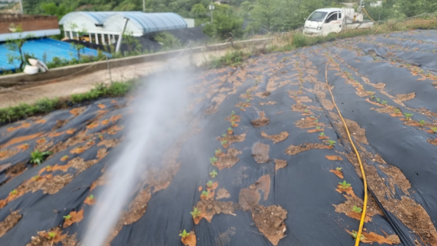 같은 씨앗을 기르는 법 참깨를 많이 얻는 방법 7