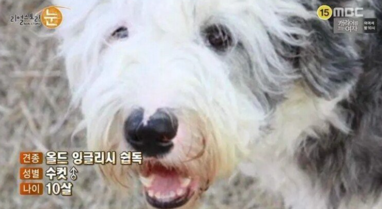  시골 인심의 무서움, 레전드 사건, 애완견 잡아먹고 오리발, 오히려 적반하장, 왜 풀어뒀냐, 단속을 못한 니가 문제... 레게노, 시골 살꺼면 애완견도 집집마다 인사해야 하는 이유가 있다.