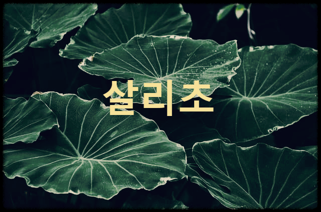 살리초 : 국민질환 당뇨에 획기적인 효과가 있는 열매가 열리지 않는 고춧잎