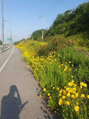 자전거 출근길에 피어있는 꽃들