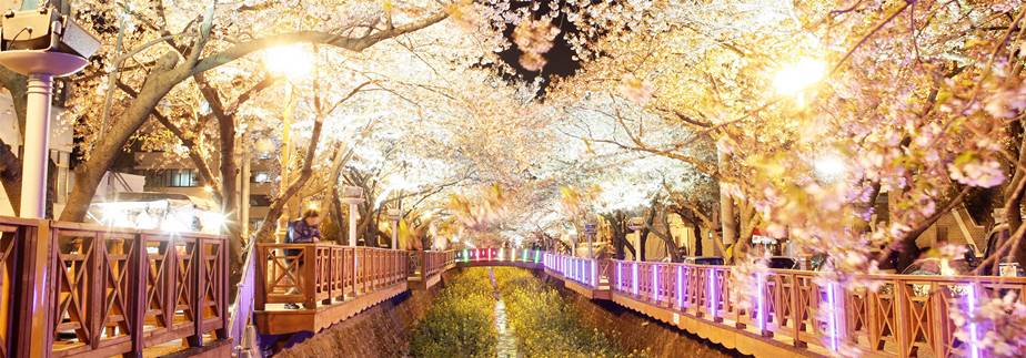 진해군항제(진해구청)