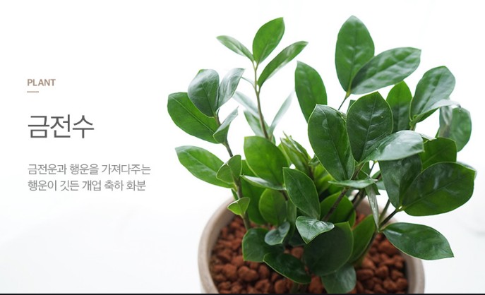 금전수 키우는 방법 금전수 키우는 방법