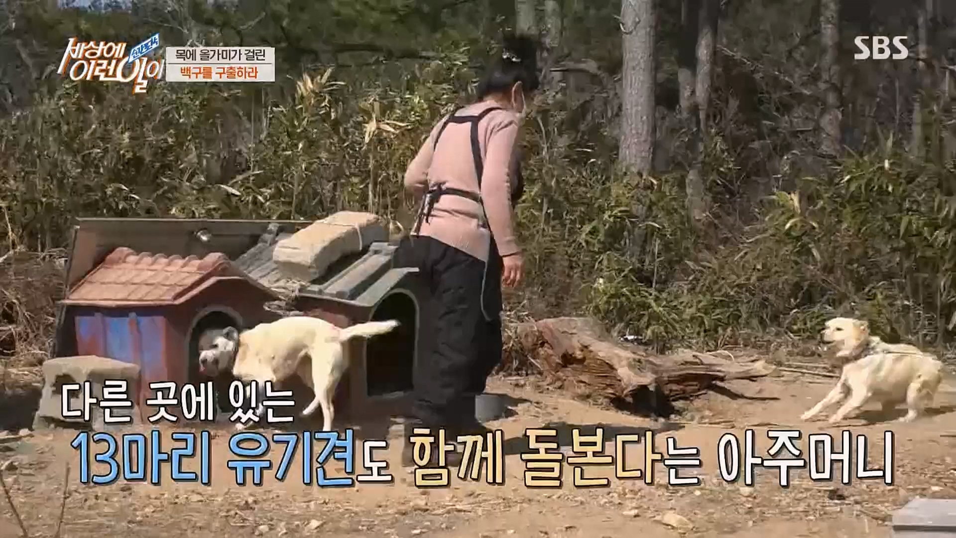 순간포착 세상에 이런일이.E1219.230228p.H264-F1RST.mp4_20230301_165034.366.jpg