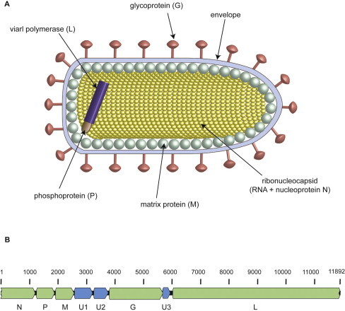 랍도바이러스 구조