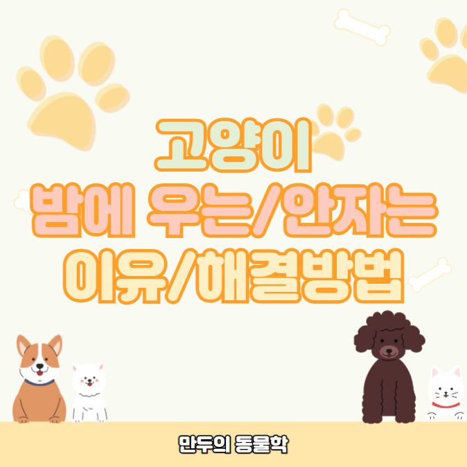 밤에 우는 안자는 고양이 왜 그러는걸까? 이유와 해결방법