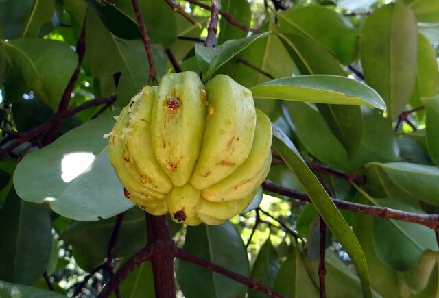 가르시니아 캄보지아 (Garcinia cambogia)는 체중감량을 촉진하기 위해 복용하는 과일 유래 보충제