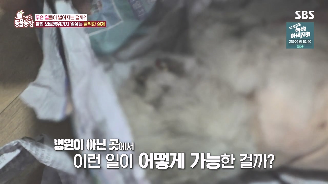 TV 동물농장.E1142.231023p-NEXT.mp4_20231022_172320.978.jpg
