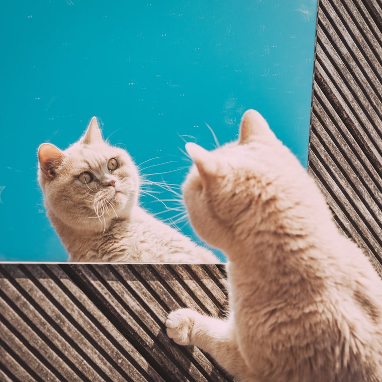 고양이 꿈해몽 태몽 34가지