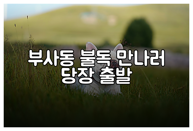 부사동 불독 만나러 당장 출발