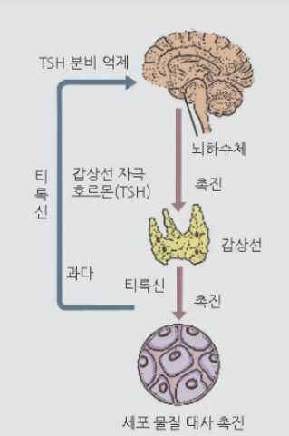 항상성 예시