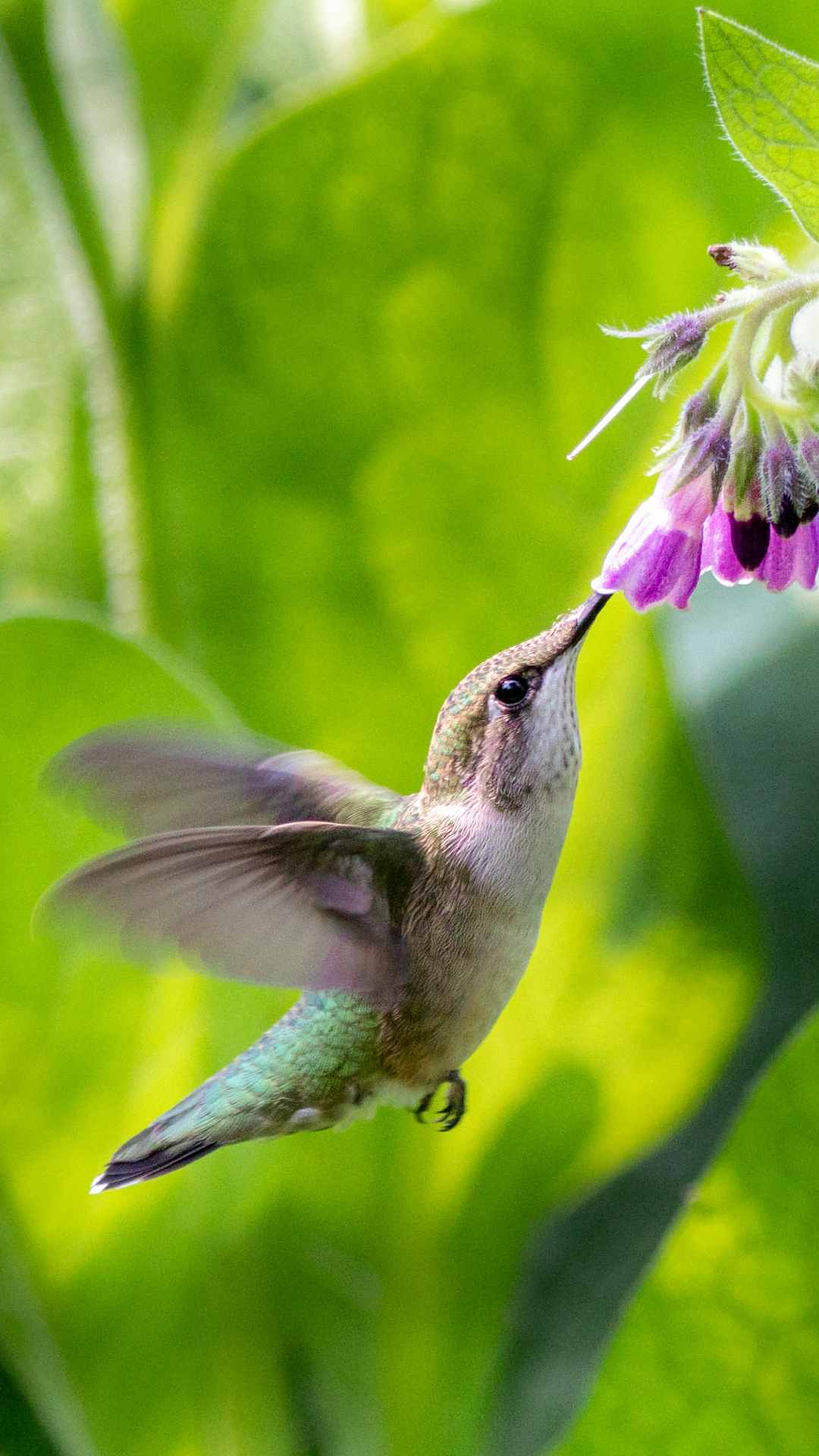 Hummingbird Animal Photo iPhone Wallpaper