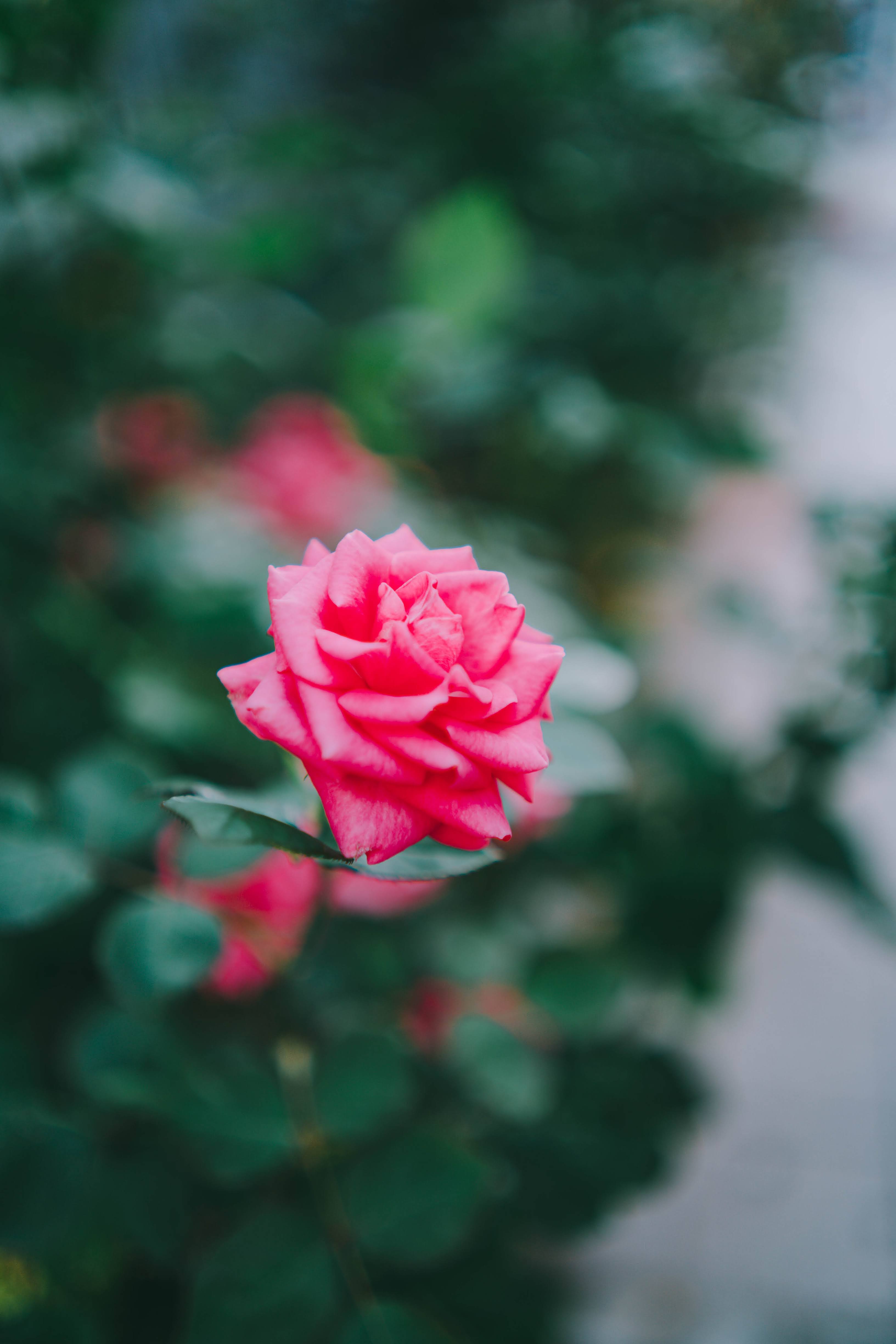  삼양(SAMYANG) AF 35mm F1.8 FE 렌즈 사용기