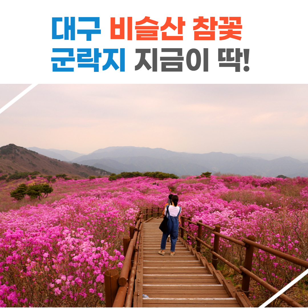  4월 대구 가볼만한곳 지금은 비슬산 참꽃  보러 갈 시즌 !!