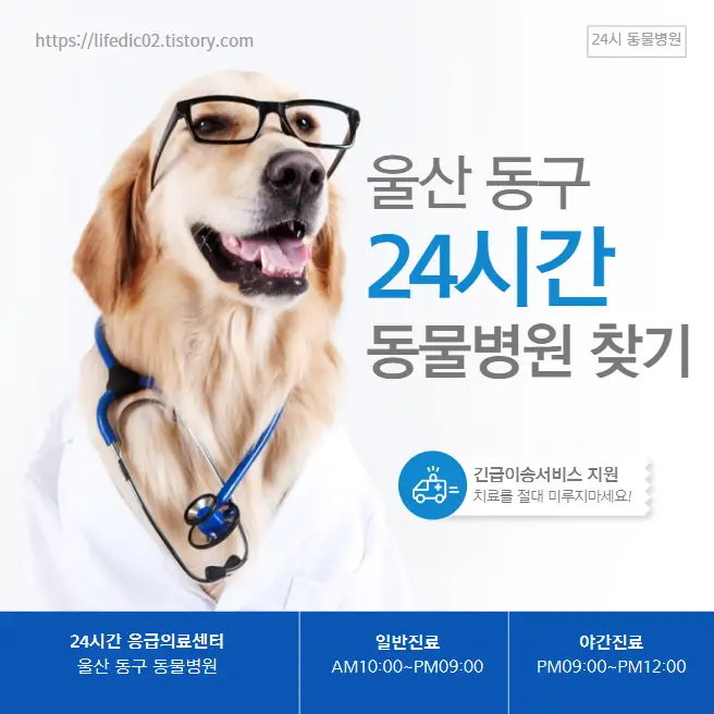  울산 동구 24시간 동물병원 근처 야간 일요일 강아지 병원 5곳