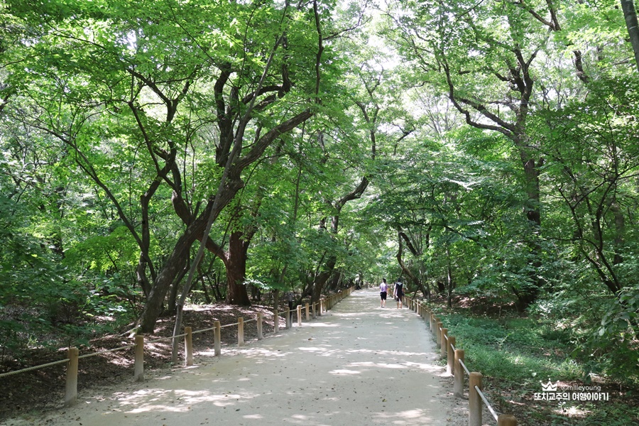 울창한 나무 사이로 길이 조성되어 있는 상림공원